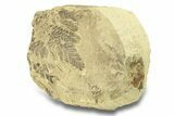 Pennsylvanian Fossil Seed Fern (Alethopteris) - Kansas #264892-2